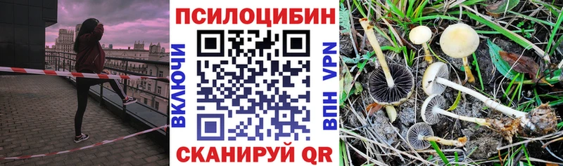 Купить где  Нестеровская  Галлюциногенные грибы Psilocybe 